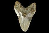 Bargain, Fossil Megalodon Tooth - North Carolina #119403-2
